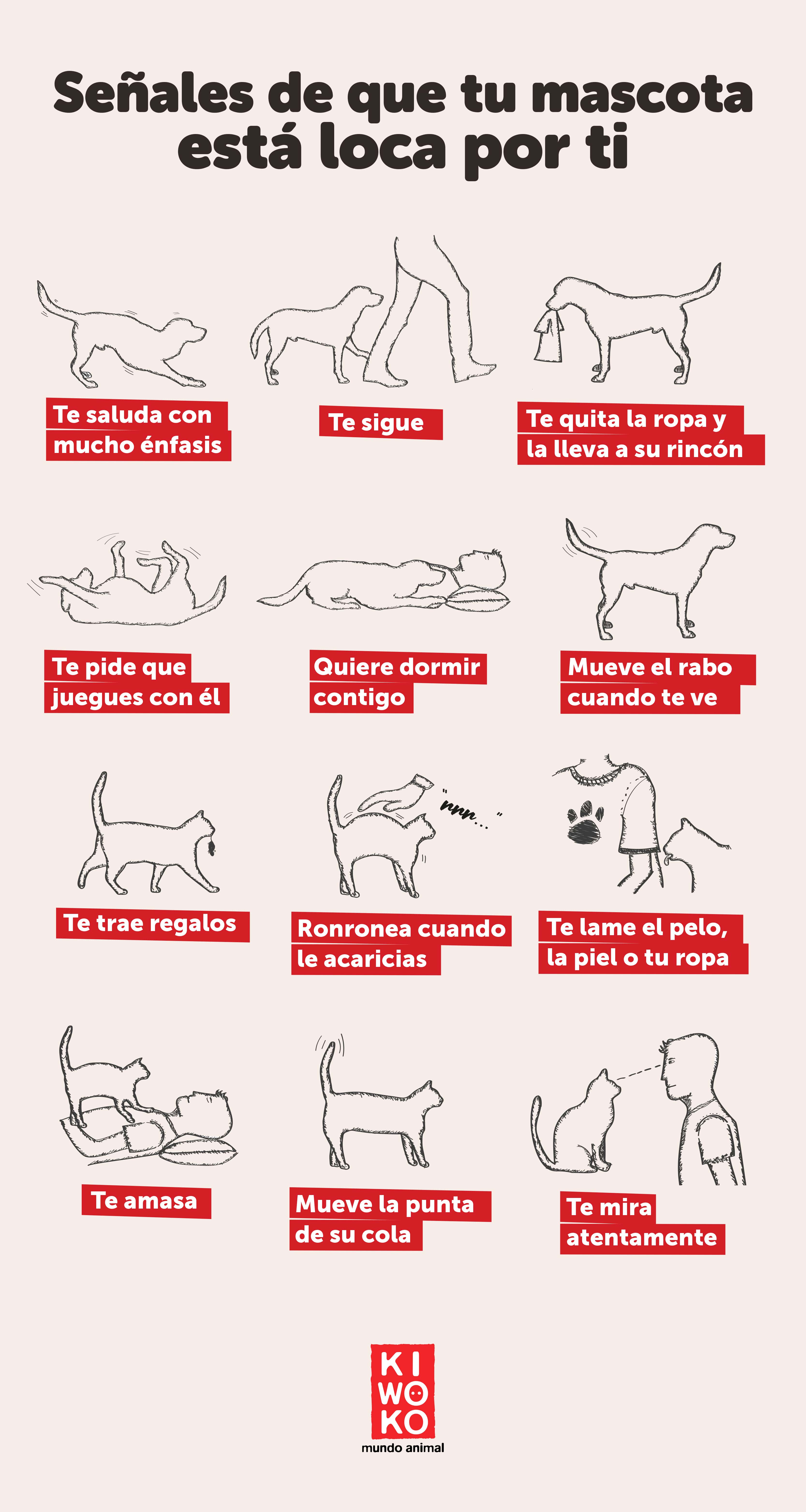 infografía señales de que tu mascota te quiere