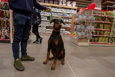 Tienda de mascotas Torrelavega
