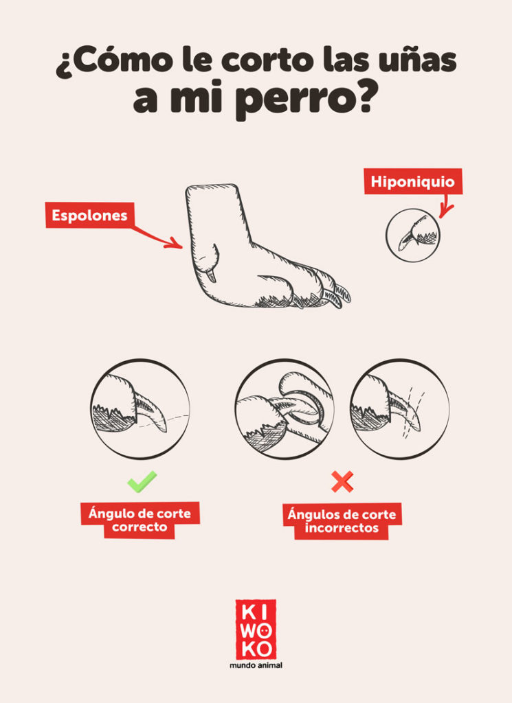 Cómo cortar las uñas de los perros