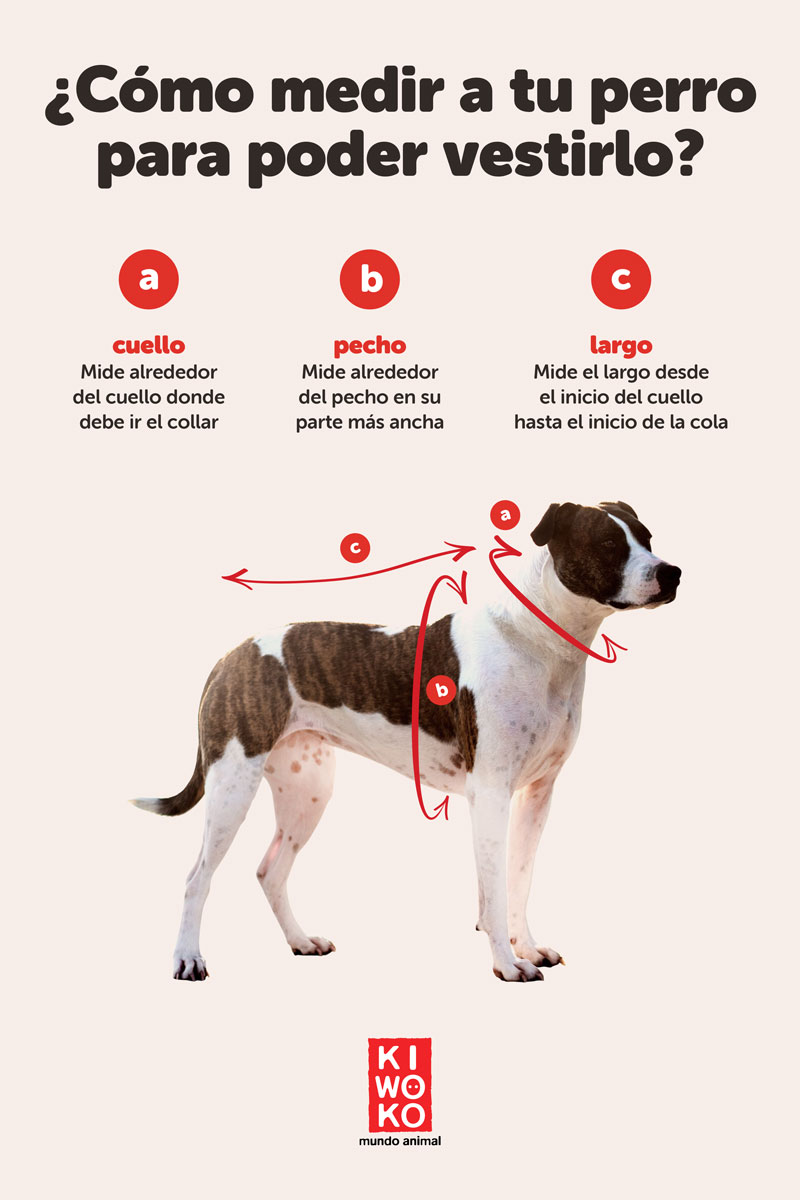 cómo medir a tu perro para saber la talla de ropa