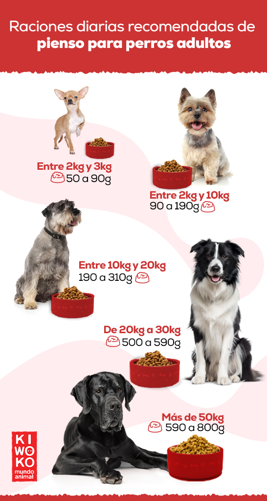 Raciones diarias de comida para perros adultos