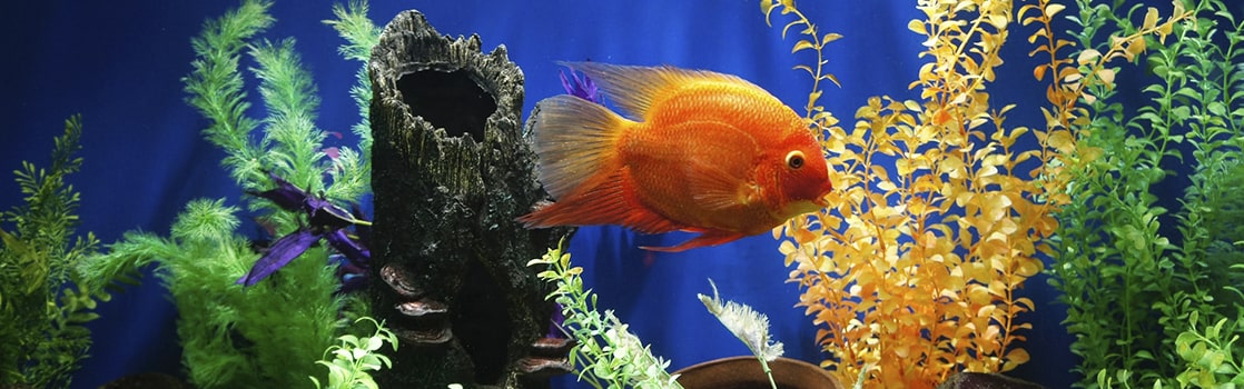 Como Podar Plantas Acuaticas Del Acuario