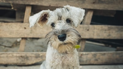 raza fox terrier