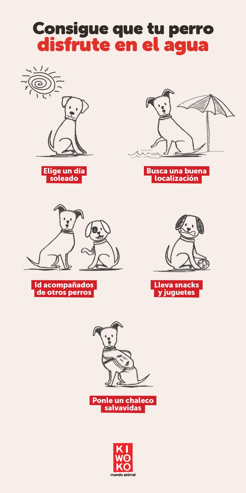 Consigue que tu perro disfrute en el agua