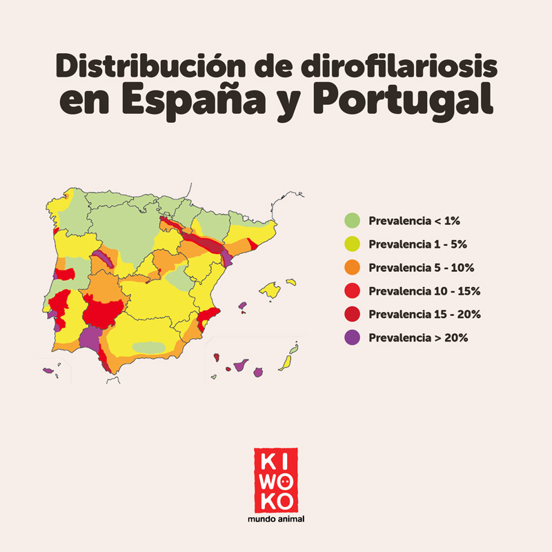 infografía mapa dirofilariosis en España