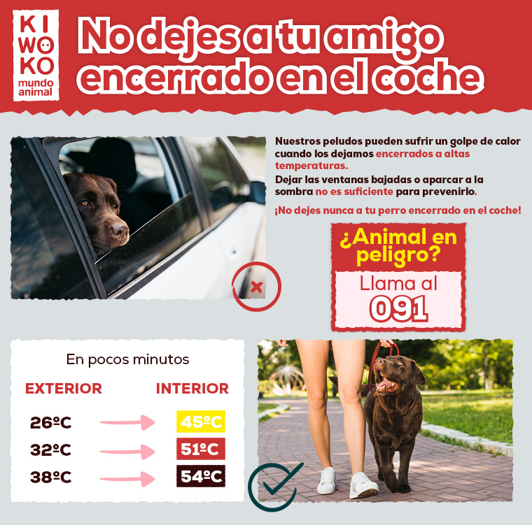 No dejes a tu amigo encerrado en el coche