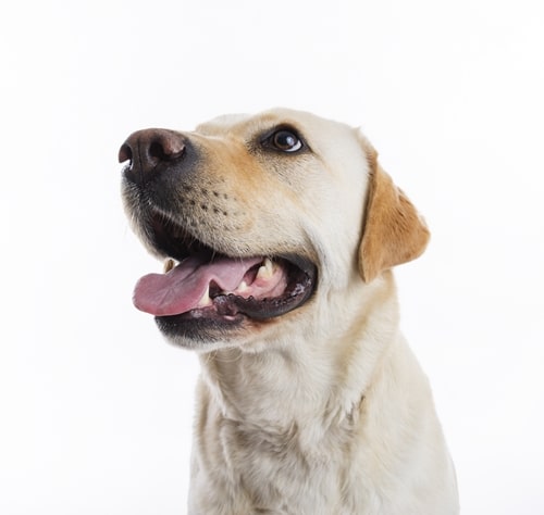 Ficha técnica golden retriever