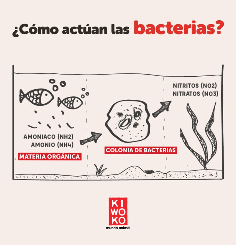 Bacterias acuario agua dulce y marino.