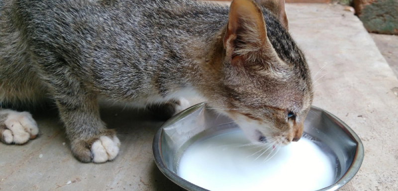 los gatos y la leche