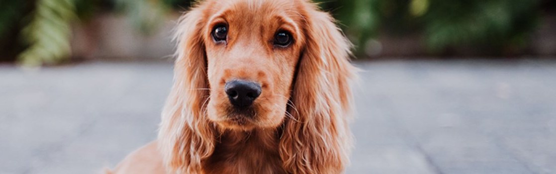 Puedo sacar al perro o salir al parque? Dudas cotidianas sobre el COVID-19