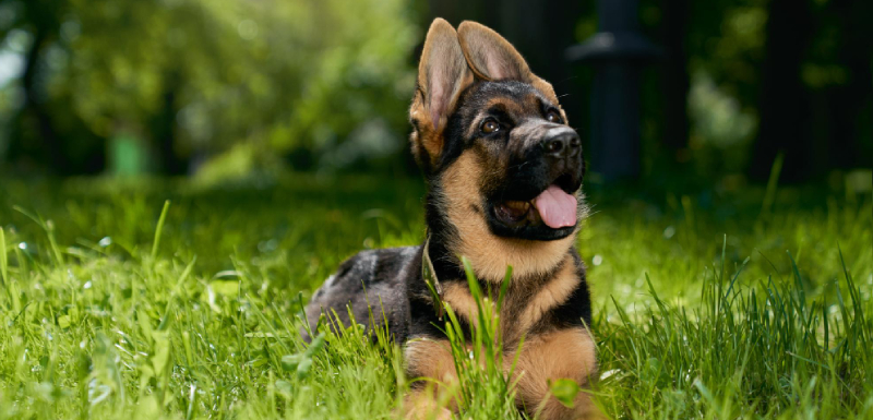 como hacer que un cachorro se quede solo en casa