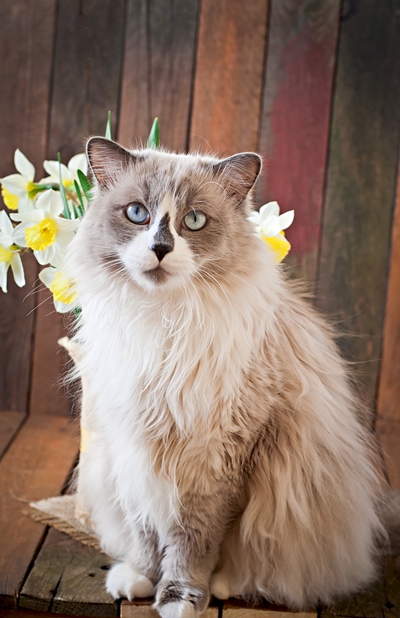 foto raza gato ragdoll