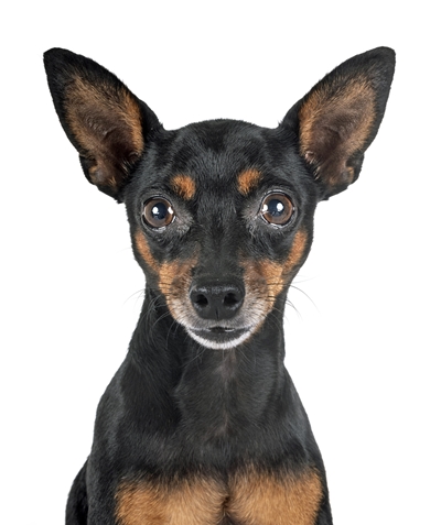 miniature pinscher