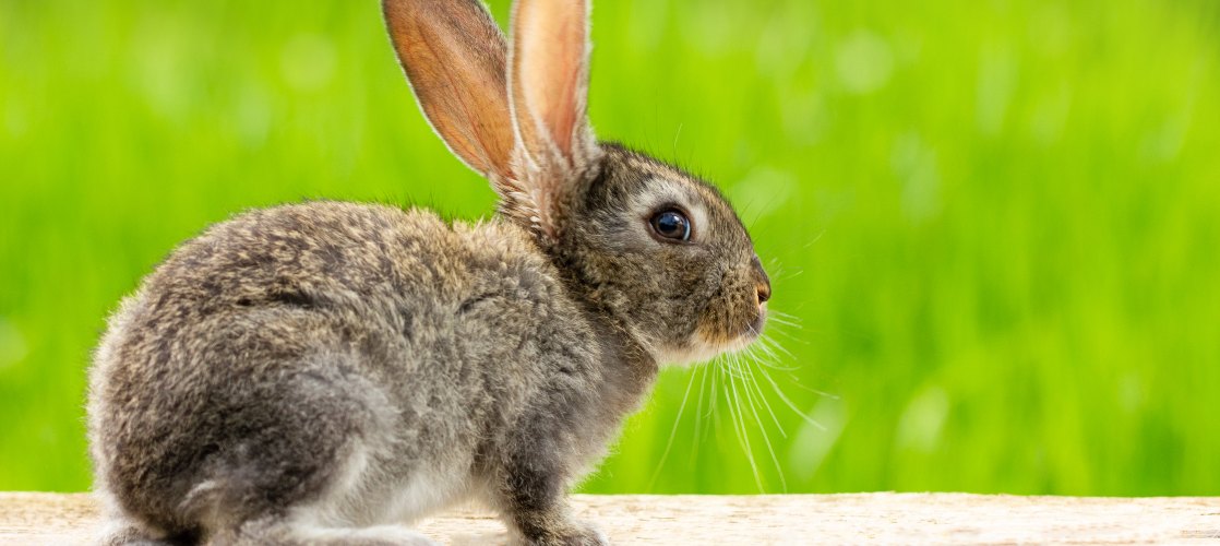 Te contamos los posibles motivos por los que tu conejo no come