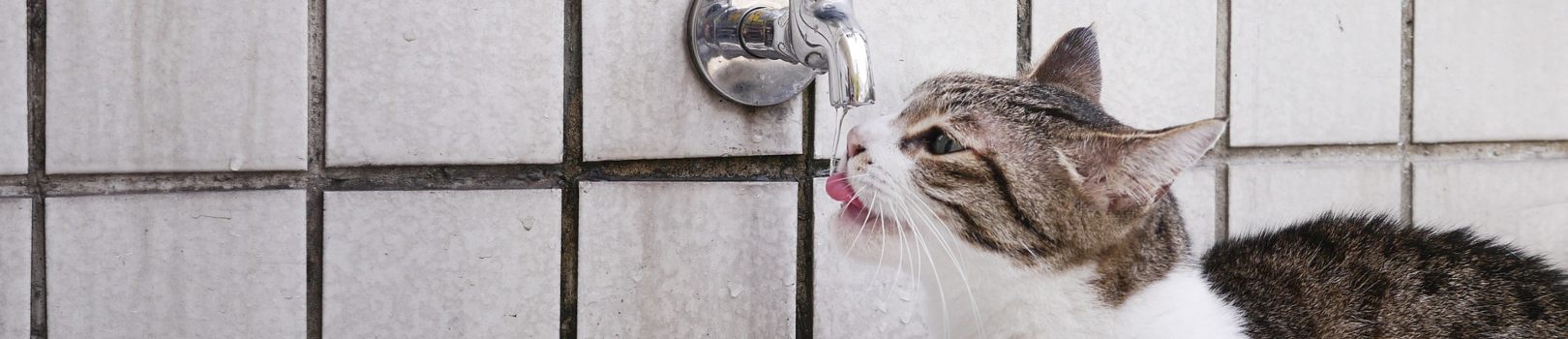 Domar Compatible con Luna Mi Gato No Bebe Agua: Causas y Soluciones | Kiwoko