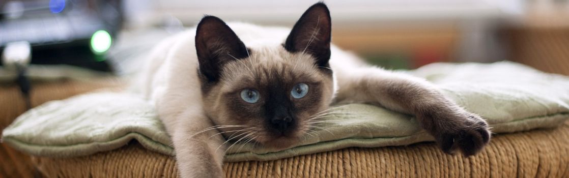 Artístico Esquivar Me gusta Mi Gato se Rasca Mucho: ¿Por qué? | Kiwoko