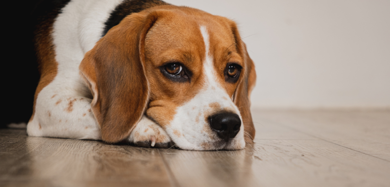 perro con expresion triste