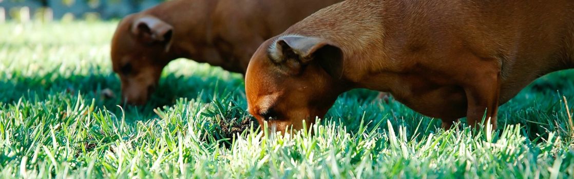 Por Mi Perro Come Caca? | Kiwoko