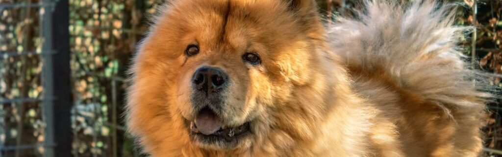 chow-chow