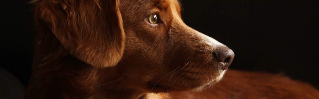 Celo en Perros: Guía Completa