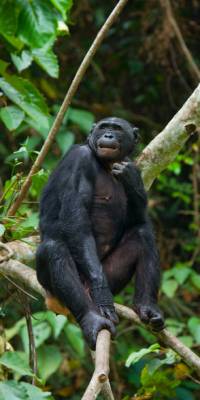 animales mas inteligentes del mundo bonobo