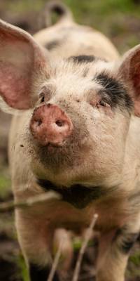 animales mas inteligentes del mundo cerdo