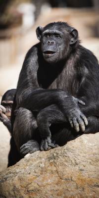 animales mas inteligentes del mundo chimpance