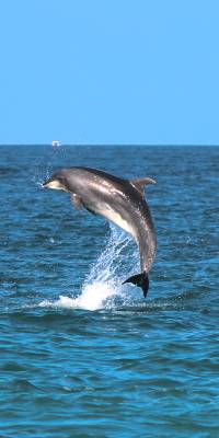 animales mas inteligentes del mundo delfin