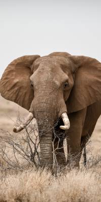 animales mas inteligentes del mundo elefante