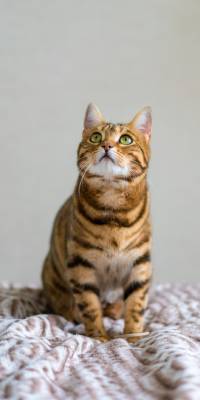 animales mas inteligentes del mundo gato