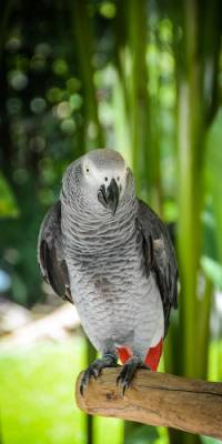 animales mas inteligentes del mundo loro
