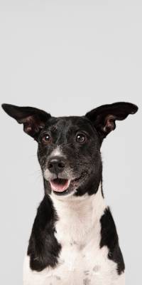 animales mas inteligentes del mundo perro