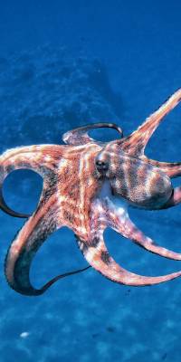animales mas inteligentes del mundo pulpo