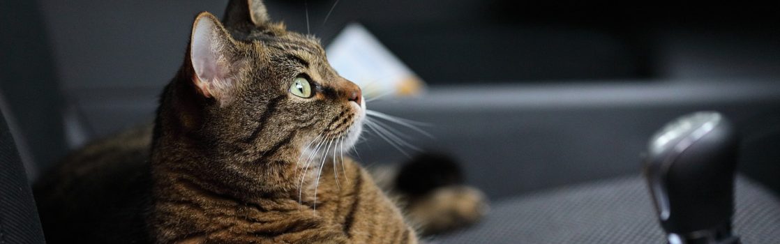 Cómo Calmar a Tu Gato Durante el Transporte en Coche 1 como tranquilizar un gato en el coche