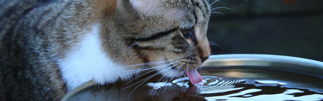 Confesión Remo Conciliador Gato Deshidratado - Principales Síntomas y Prevención | Kiwoko