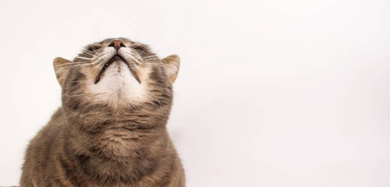 sonidos de los gatos