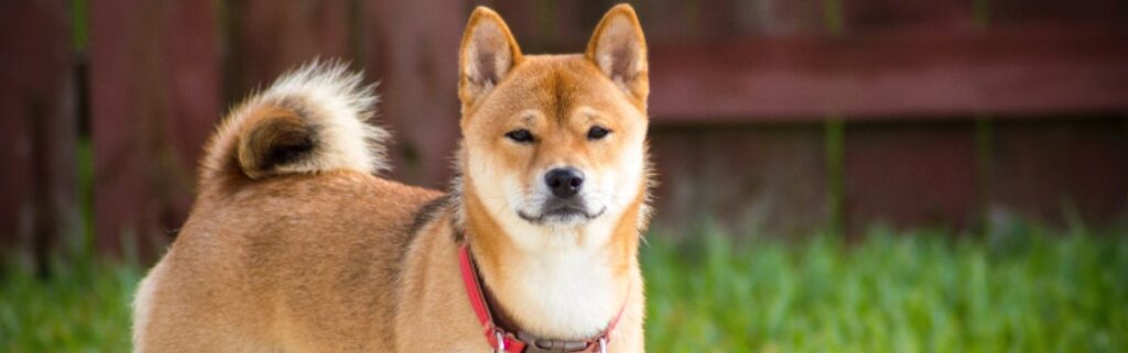 Akita-Inu-caracteristicas