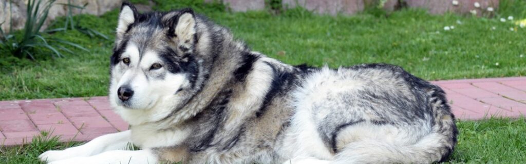 Alaskan Malamute