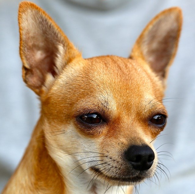 Chihuahua-cabeza-de-venado