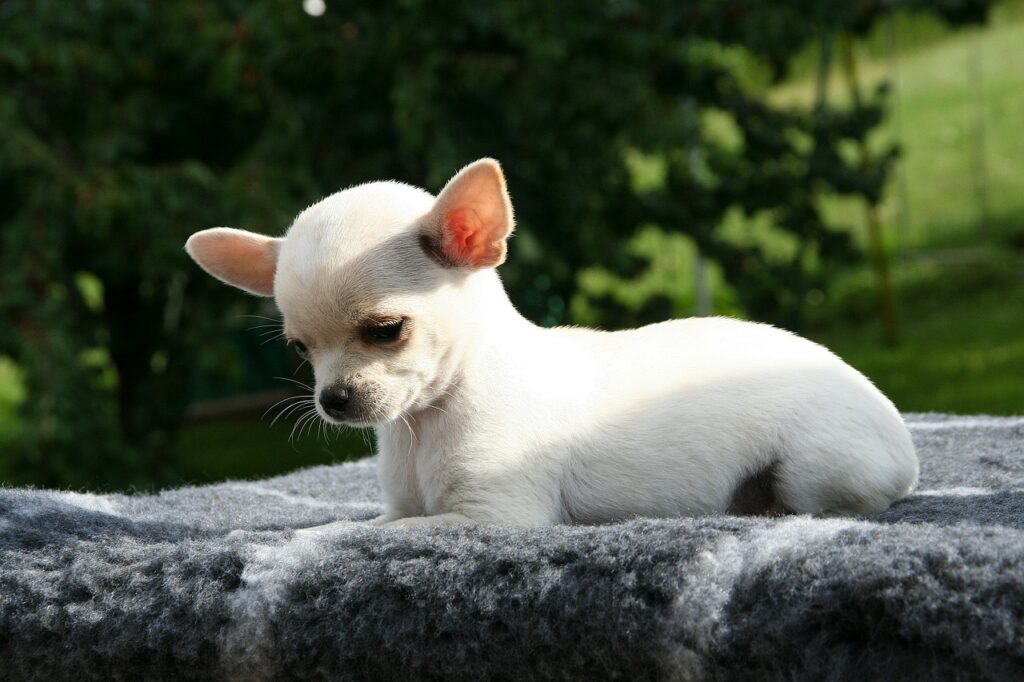 Chihuahua-cabeza-manzana