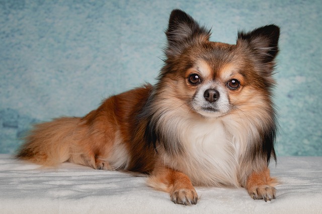 Chihuahua-pelo-largo
