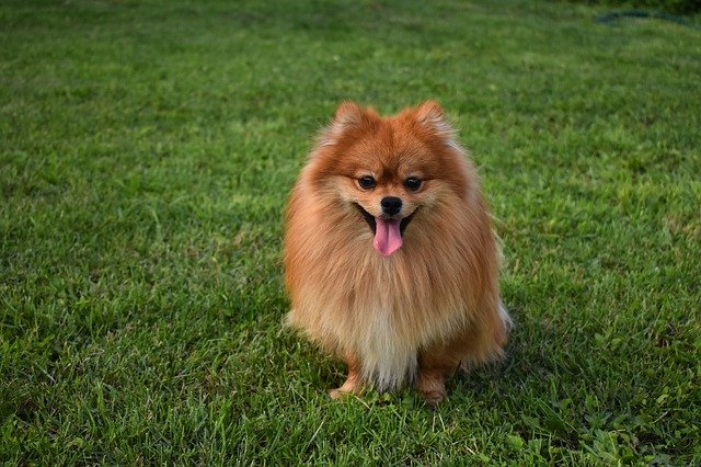Chihuahua-pomerania