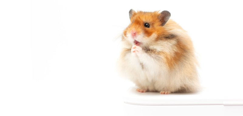 esperanza de vida de un hamster