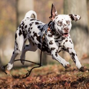 dalmata-consejos-caracteristicas-1