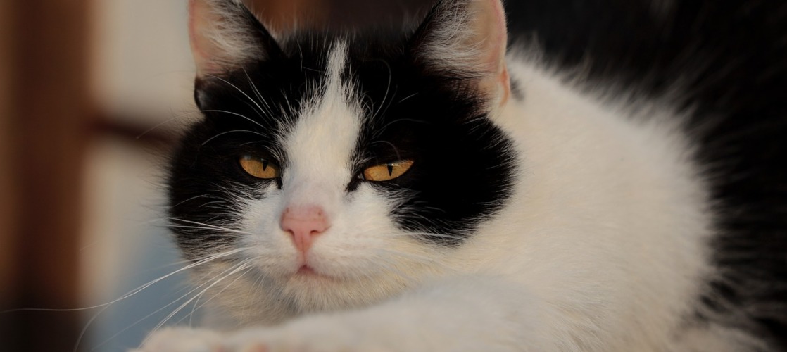 lanzadera Poderoso Política A mi Gato Le Llora un Ojo, ¿Qué puede ser? | Kiwoko
