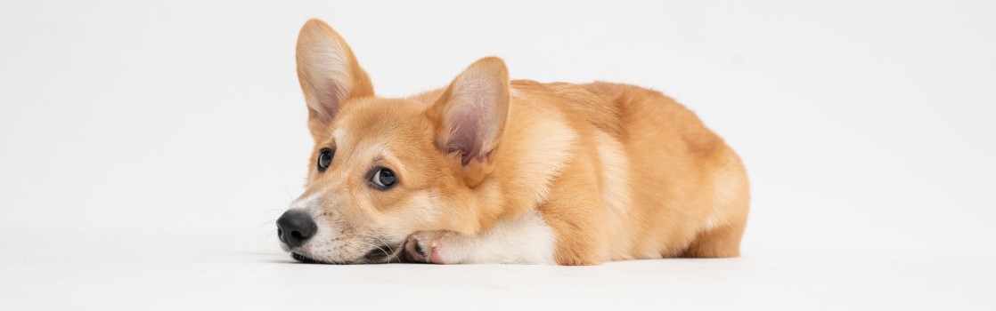 Cereza minusválido Loza de barro A mi Perro le Suenan las Tripas, ¿Por qué? | Kiwoko