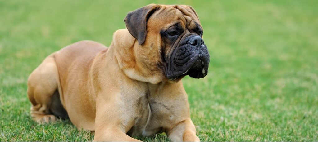 ficha-raza-Bullmastiff