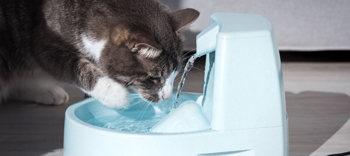 Descubre las ventajas de las fuentes de agua para gatos