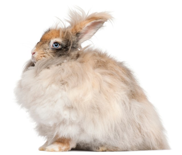 Conejo-de-angora-beige