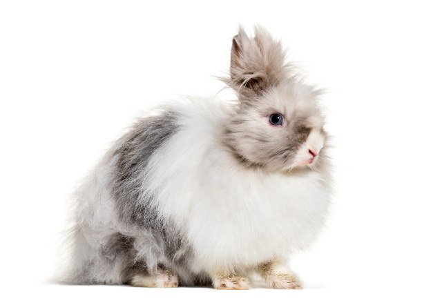 Conejo-de-angora-gris-blanco